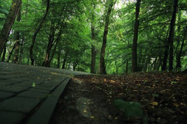 Güneş ışınları yaz yağmur Adam Mickevich Town Sanok, Polonya tarafından adlandırılan parkta sonra ağaçlar ile