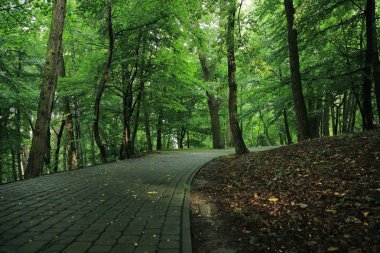 Güneş ışınları yaz yağmur Adam Mickevich Town Sanok, Polonya tarafından adlandırılan parkta sonra ağaçlar ile