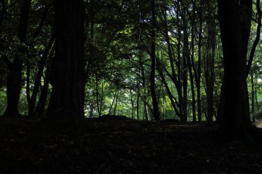 Güneş ışınları yaz yağmur Adam Mickevich Town Sanok, Polonya tarafından adlandırılan parkta sonra ağaçlar ile