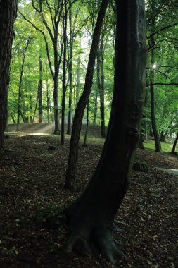 Güneş ışınları yaz yağmur Adam Mickevich Town Sanok, Polonya tarafından adlandırılan parkta sonra ağaçlar ile