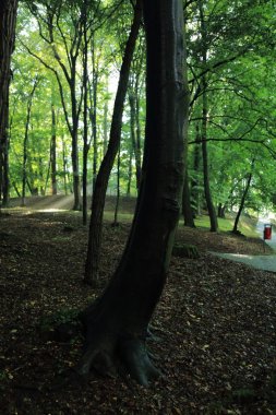 Güneş ışınları yaz yağmur Adam Mickevich Town Sanok, Polonya tarafından adlandırılan parkta sonra ağaçlar ile