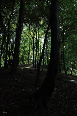 Güneş ışınları yaz yağmur Adam Mickevich Town Sanok, Polonya tarafından adlandırılan parkta sonra ağaçlar ile