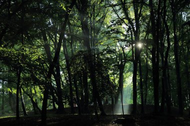 Güneş ışınları yaz yağmur Adam Mickevich Town Sanok, Polonya tarafından adlandırılan parkta sonra ağaçlar ile