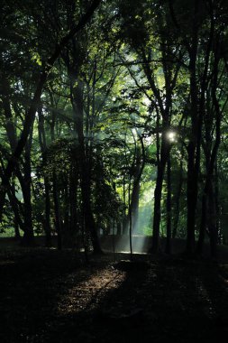 Güneş ışınları yaz yağmur Adam Mickevich Town Sanok, Polonya tarafından adlandırılan parkta sonra ağaçlar ile