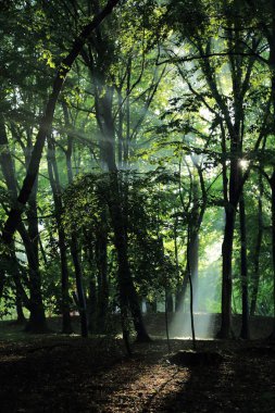 Güneş ışınları yaz yağmur Adam Mickevich Town Sanok, Polonya tarafından adlandırılan parkta sonra ağaçlar ile