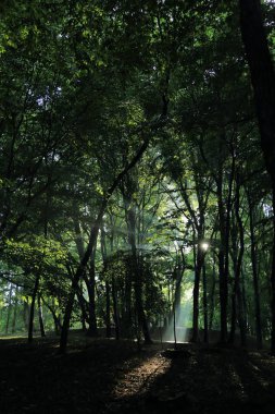 Güneş ışınları yaz yağmur Adam Mickevich Town Sanok, Polonya tarafından adlandırılan parkta sonra ağaçlar ile