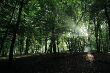 Güneş ışınları yaz yağmur Adam Mickevich Town Sanok, Polonya tarafından adlandırılan parkta sonra ağaçlar ile