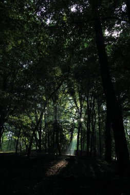Güneş ışınları yaz yağmur Adam Mickevich Town Sanok, Polonya tarafından adlandırılan parkta sonra ağaçlar ile
