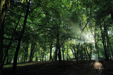 Güneş ışınları yaz yağmur Adam Mickevich Town Sanok, Polonya tarafından adlandırılan parkta sonra ağaçlar ile