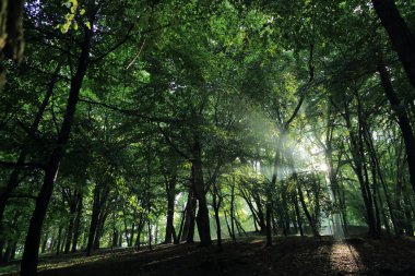 Güneş ışınları yaz yağmur Adam Mickevich Town Sanok, Polonya tarafından adlandırılan parkta sonra ağaçlar ile