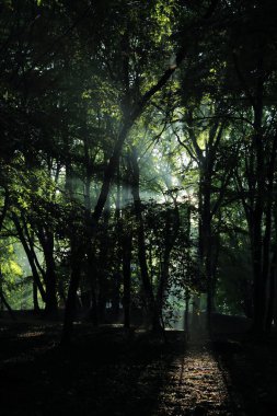 Güneş ışınları yaz yağmur Adam Mickevich Town Sanok, Polonya tarafından adlandırılan parkta sonra ağaçlar ile