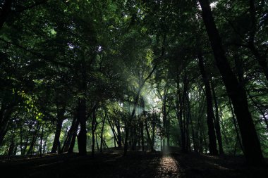 Güneş ışınları yaz yağmur Adam Mickevich Town Sanok, Polonya tarafından adlandırılan parkta sonra ağaçlar ile