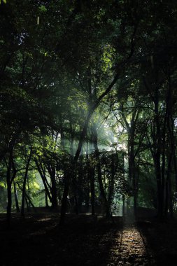 Güneş ışınları yaz yağmur Adam Mickevich Town Sanok, Polonya tarafından adlandırılan parkta sonra ağaçlar ile