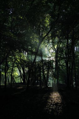 Güneş ışınları yaz yağmur Adam Mickevich Town Sanok, Polonya tarafından adlandırılan parkta sonra ağaçlar ile