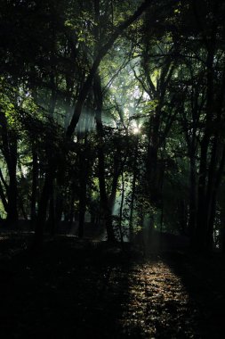 Güneş ışınları yaz yağmur Adam Mickevich Town Sanok, Polonya tarafından adlandırılan parkta sonra ağaçlar ile