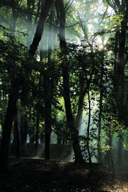 Güneş ışınları yaz yağmur Adam Mickevich Town Sanok, Polonya tarafından adlandırılan parkta sonra ağaçlar ile