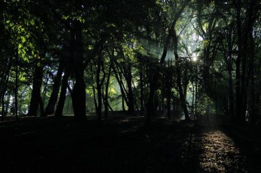Güneş ışınları yaz yağmur Adam Mickevich Town Sanok, Polonya tarafından adlandırılan parkta sonra ağaçlar ile
