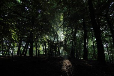 Güneş ışınları yaz yağmur Adam Mickevich Town Sanok, Polonya tarafından adlandırılan parkta sonra ağaçlar ile