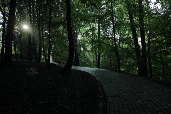 サノク ポーランドの町でアダム Mickevich によって指定された公園の夏の雨の後の木を通して太陽光線 — ストック写真