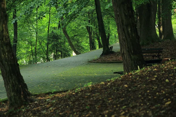 Güneş ışınları yaz yağmur Adam Mickevich Town Sanok, Polonya tarafından adlandırılan parkta sonra ağaçlar ile