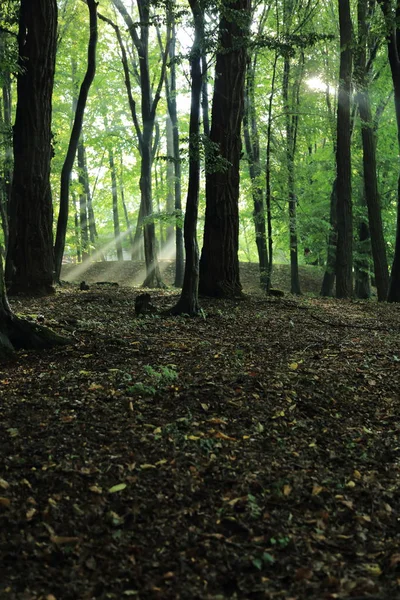Güneş ışınları yaz yağmur Adam Mickevich Town Sanok, Polonya tarafından adlandırılan parkta sonra ağaçlar ile
