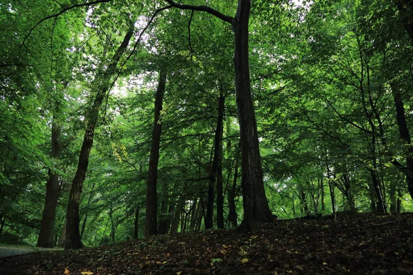 Sun Rays Trees Summer Rain Park Named Adam Mickevich Town — Stock Photo, Image