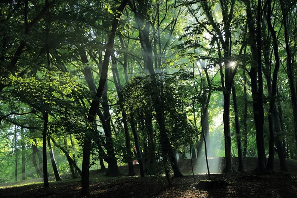 Sun rays through trees after summer rain in the park named by Adam Mickevich in town Sanok, Poland