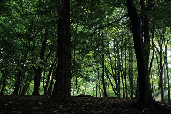 Güneş ışınları yaz yağmur Adam Mickevich Town Sanok, Polonya tarafından adlandırılan parkta sonra ağaçlar ile