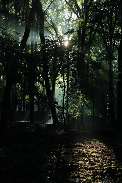Güneş ışınları yaz yağmur Adam Mickevich Town Sanok, Polonya tarafından adlandırılan parkta sonra ağaçlar ile