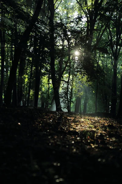 Güneş ışınları yaz yağmur Adam Mickevich Town Sanok, Polonya tarafından adlandırılan parkta sonra ağaçlar ile