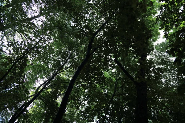 Güneş ışınları yaz yağmur Adam Mickevich Town Sanok, Polonya tarafından adlandırılan parkta sonra ağaçlar ile