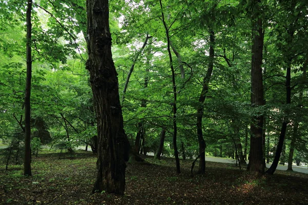Güneş ışınları yaz yağmur Adam Mickevich Town Sanok, Polonya tarafından adlandırılan parkta sonra ağaçlar ile