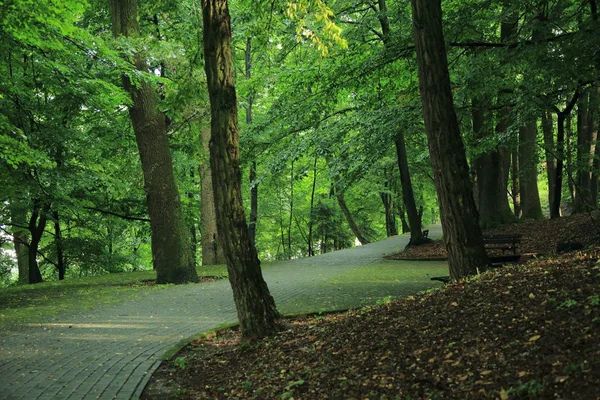 在波兰萨诺克镇的亚当 Mickevich 命名的公园夏季雨后 太阳光线穿过树木 — 图库照片