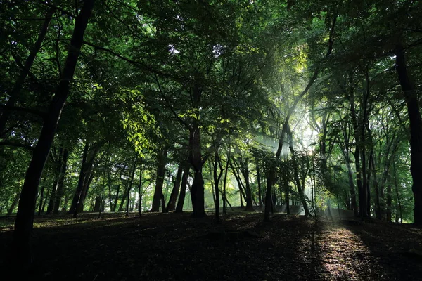 Sun rays through trees after summer rain in the park named by Adam Mickevich in town Sanok, Poland