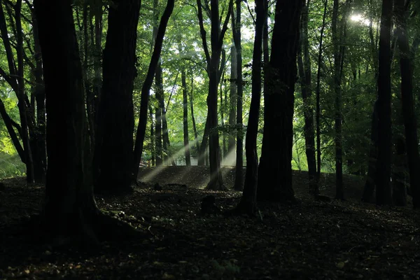 Güneş ışınları yaz yağmur Adam Mickevich Town Sanok, Polonya tarafından adlandırılan parkta sonra ağaçlar ile