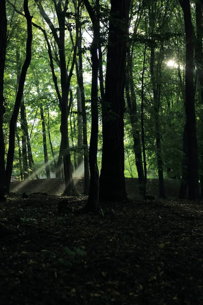 Güneş ışınları yaz yağmur Adam Mickevich Town Sanok, Polonya tarafından adlandırılan parkta sonra ağaçlar ile