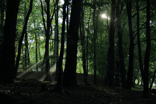 Güneş ışınları yaz yağmur Adam Mickevich Town Sanok, Polonya tarafından adlandırılan parkta sonra ağaçlar ile