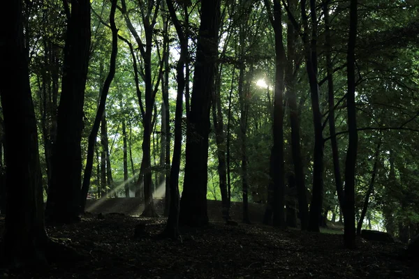 Güneş ışınları yaz yağmur Adam Mickevich Town Sanok, Polonya tarafından adlandırılan parkta sonra ağaçlar ile