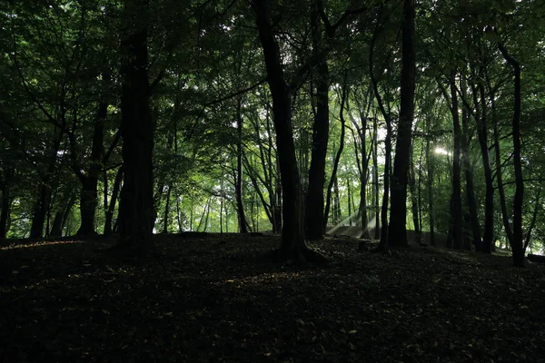 Güneş ışınları yaz yağmur Adam Mickevich Town Sanok, Polonya tarafından adlandırılan parkta sonra ağaçlar ile
