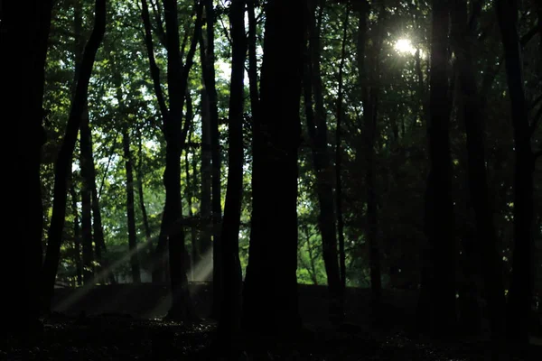 Güneş ışınları yaz yağmur Adam Mickevich Town Sanok, Polonya tarafından adlandırılan parkta sonra ağaçlar ile