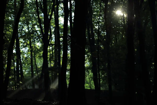 Güneş ışınları yaz yağmur Adam Mickevich Town Sanok, Polonya tarafından adlandırılan parkta sonra ağaçlar ile