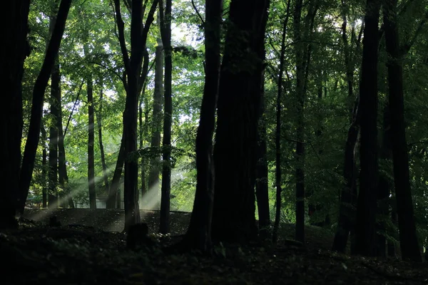 Güneş ışınları yaz yağmur Adam Mickevich Town Sanok, Polonya tarafından adlandırılan parkta sonra ağaçlar ile