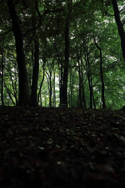 Güneş ışınları yaz yağmur Adam Mickevich Town Sanok, Polonya tarafından adlandırılan parkta sonra ağaçlar ile