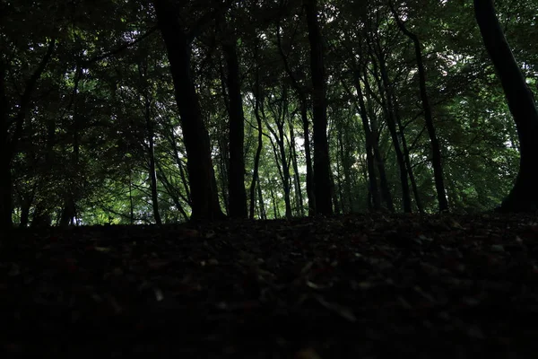 Güneş ışınları yaz yağmur Adam Mickevich Town Sanok, Polonya tarafından adlandırılan parkta sonra ağaçlar ile