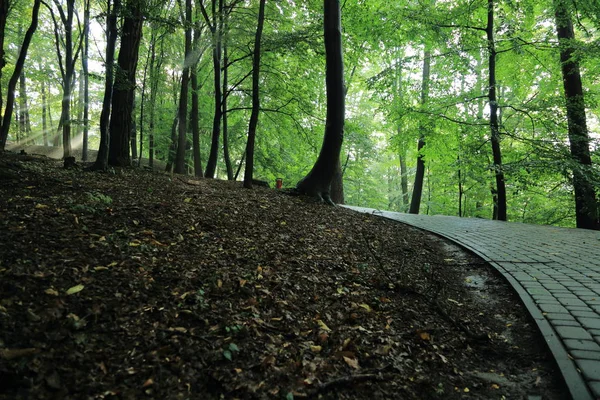 Güneş ışınları yaz yağmur Adam Mickevich Town Sanok, Polonya tarafından adlandırılan parkta sonra ağaçlar ile