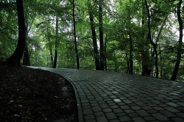在波兰萨诺克镇的亚当 Mickevich 命名的公园夏季雨后 太阳光线穿过树木 — 图库照片