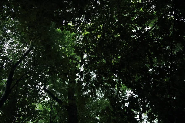Güneş ışınları yaz yağmur Adam Mickevich Town Sanok, Polonya tarafından adlandırılan parkta sonra ağaçlar ile