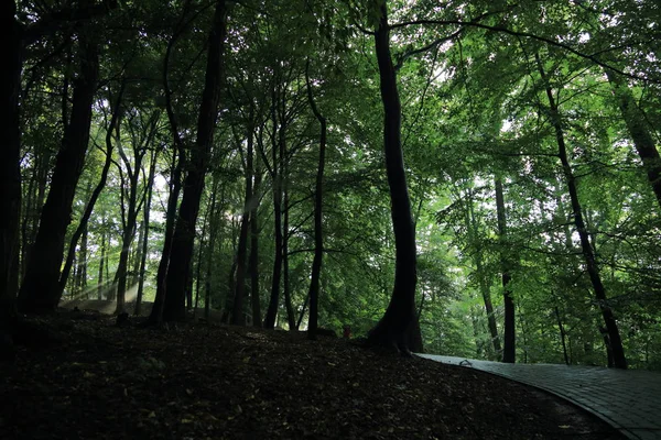 Güneş ışınları yaz yağmur Adam Mickevich Town Sanok, Polonya tarafından adlandırılan parkta sonra ağaçlar ile