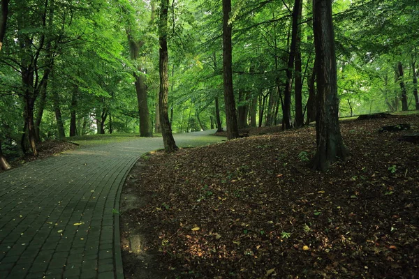Güneş ışınları yaz yağmur Adam Mickevich Town Sanok, Polonya tarafından adlandırılan parkta sonra ağaçlar ile