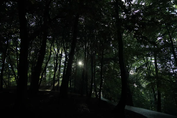 Güneş ışınları yaz yağmur Adam Mickevich Town Sanok, Polonya tarafından adlandırılan parkta sonra ağaçlar ile
